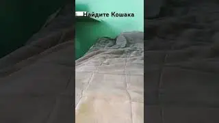 Кошак спрятался