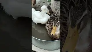 Деловая уточка в шапке #ducks #duckslive #crestedduck