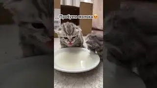Пробуем молоко😍🐱 #котики #котята