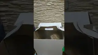 Как выманить кошку из коробки