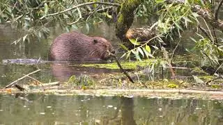 Biber am Buffet