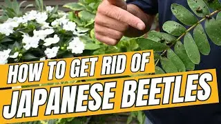 How to Get Rid of Japanese Beetles