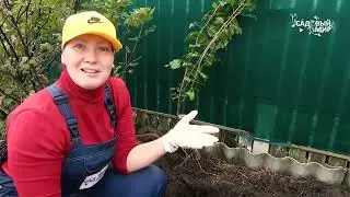 СМОРОДИНА ЗАВАЛИТ ВАС УРОЖАЕМ!