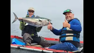 Thunnus orientalis 2023. Загонная рыбалка по Сахалински.