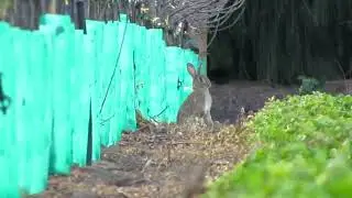 Hunting Rabbits with the 17 Hornet
