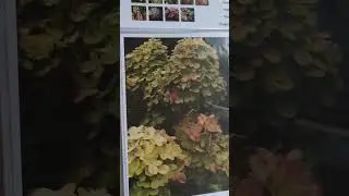 Наконец-то я сделала каталог своих гортензий👍 Метельчатые гортензии. Продолжение следует! 