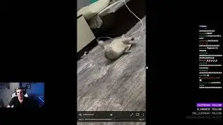 МАЗЕЛЛОВ МУЧАЕТ ЗАВЕРТИНА(