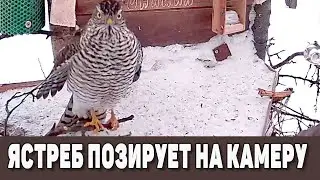 Ястреб опять кошмарит синиц и воробьев