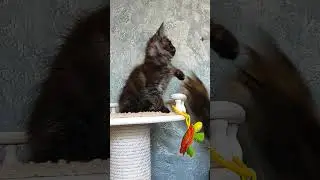 Черный дымный котик классика