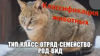 #кошка