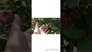 Песня букет из белых роз.