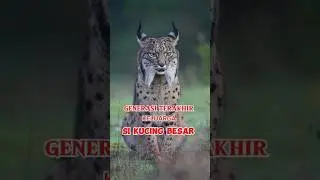 kucing salju #kucing #spesies #wildlife