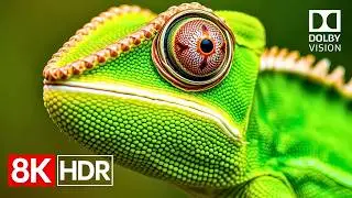 Breathtaking 8K Video Ultra HD | 8K HDR 60fps Dolby Vision