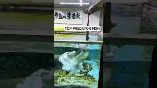 top predator fish 