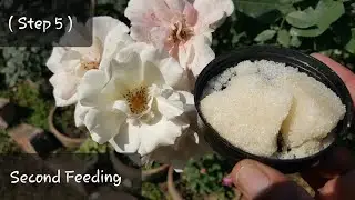 How to grow rose complete guide ( step 5 ) | Rose second feeding