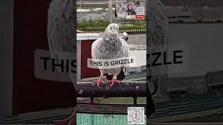 INTRODUCING GRIZZLE #dailyvlog #subscribers #shortsvideo