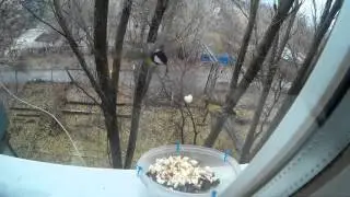 Кормим птичек Кормушка для синиц Birds at the feeder