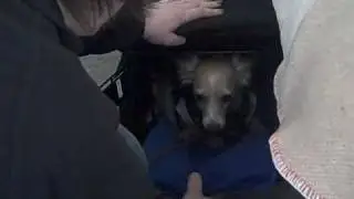 claire doesn't want to come out of her crate