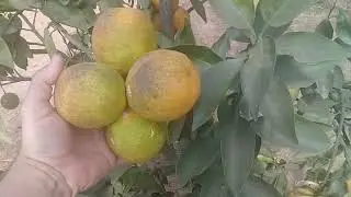 Chácara Pequena