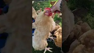 The Chicken Motto: Will Jump For Treats! #chickens #funny #funnychicken #chickentreats
