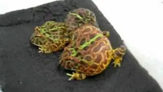 Angry Frog!