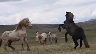 ноокат ат