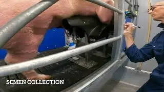 Collectis System