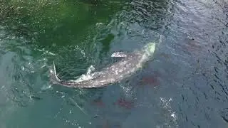 Awesome Whale Video