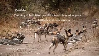 I felt like the 35th Wild Dog of a pack hunting, killing, eating!