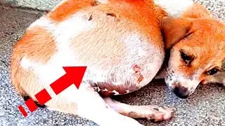 The doctors were horrified to find out what was in the puppy's stomach!