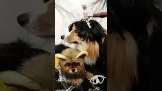 КОСТЮМЫ НА ХЕЛЛОУИН🎃 
