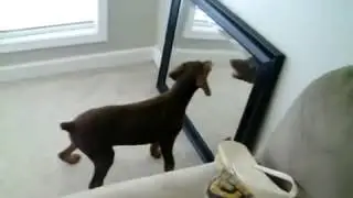 Lustige Hunde Videos zum Totlachen