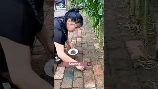 How To Turn  Brick Yard To A Vegetable Garden 