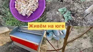 Bought a house in the south🏠1️⃣5️⃣0️⃣Gardening chores🪨Sofia is planting🌼 
