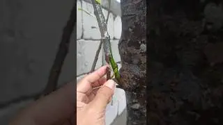 Jackfruit grafting is rarely known #132