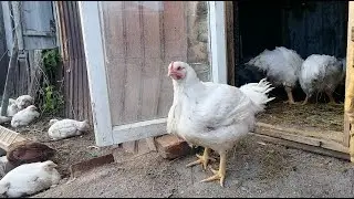 Временный курятник из чулана.