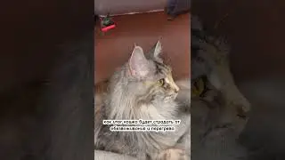 НЕ СТРИГИ МЕЙН-КУНА! 