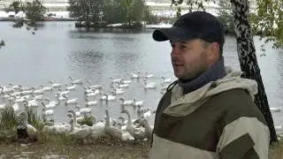 Damir Mukhametzyanov's goose business in a carp pond