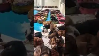 A Home for Stray Dogs #straydogs #shorts