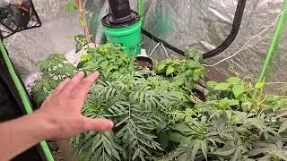 Spring Update on Gaia#3, Beans,  Marigold, Tomatoes, and more!