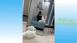 Funny cats