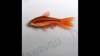 Барбус вишнёвый вуалевый (Barbus titteya)