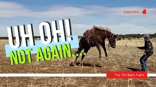Oh NO!  Not again | Working with Skippy our Skipper W Bred Mare
