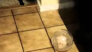 Pets and Kids Co-Exist