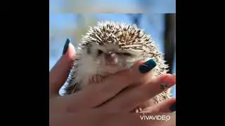 ёжик