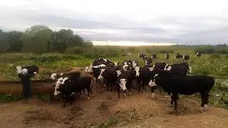 Собираем телок что бы посчитать.