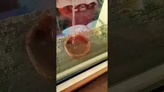 Water refill for pigeons