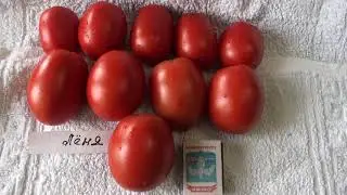 Томаты 2020 сентябрь