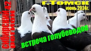 ГОЛУБИ , ЦЕНЫ .Томск-июнь 2024г.