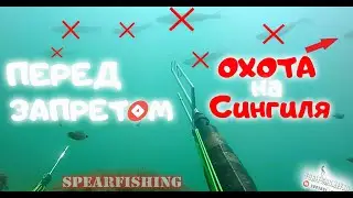 ОХОТА ПЕРЕД ЗАПРЕТОМ ! ! ! Сингиль 2020 Spearfishing